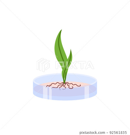 Plant with green leaves and roots growing in glass cup flat style Plant with green leaves and roots growing in glass cup flat style 92561835