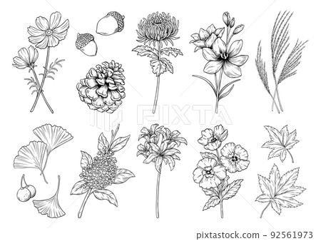 秋天的花草,矢量圖,線條圖,圖畫,秋天的插圖集。 秋天的花草,矢量圖,線條圖,圖畫,秋天的插圖集。 92561973