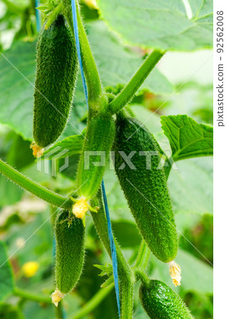 Growing and blooming young small cucumbers on a branch in a greenhouse 92562008