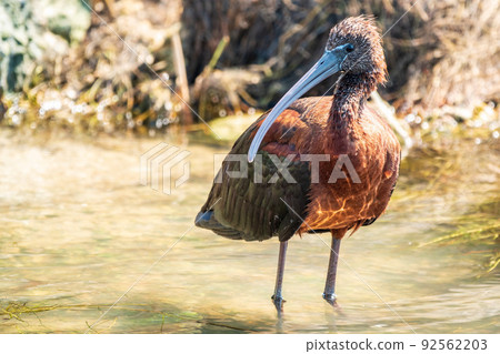 The glossy ibis, latin name Plegadis falcinellus, searching for food in the shallow lagoon. 92562203