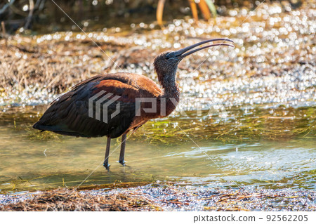 The glossy ibis, latin name Plegadis falcinellus, searching for food in the shallow lagoon. 92562205