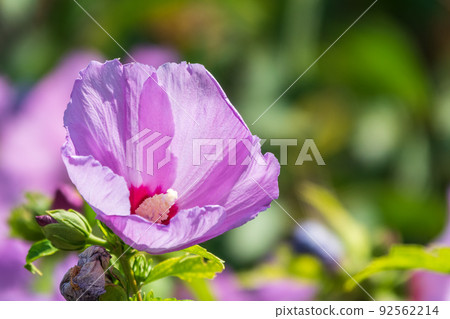 Pink flowers of Hibiscus moscheutos plant close-up. Hibiscus moscheutos, swamp hibiscus, 92562214