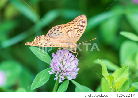 The dark green fritillary butterfly collects nectar on flower. Speyeria aglaja is a species of butterfly in the family Nymphalidae. 92562217
