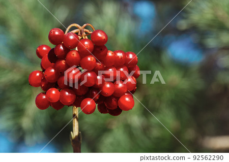 Bunch of beautiful red viburnum close up on a green background on a sunny day. Bright rays and blue sky. Guelder-rose is Symbol of Ukraine. Bunch of beautiful red viburnum close up on a green background on a sunny day. Bright rays and blue sky. Guelder-rose is Symbol of Ukraine. 92562290