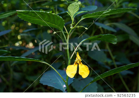 Yellow touch-me-not flower blooming in the forest Yellow touch-me-not flower blooming in the forest 92563235