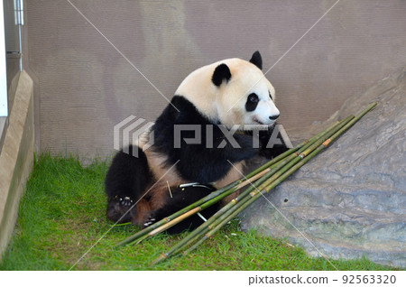 Well, the next bamboo Well, the next bamboo 92563320