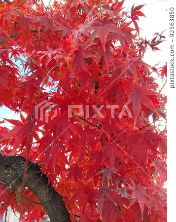 Landscape of autumnal trees in the autumn sky Landscape of autumnal trees in the autumn sky 92563850