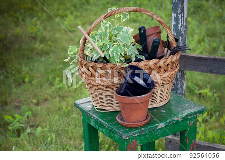 flowers for planting 92564056