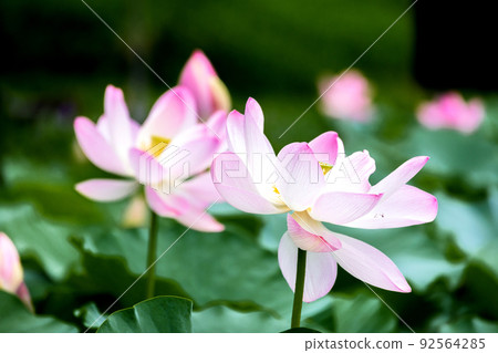 Ancient lotus 1 92564285