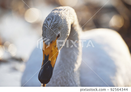 Whooper swan floating in the swamp (Hokkaido) 92564344