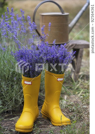 bouquets of lavender in yellow rubber boots 92564361
