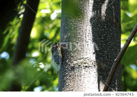 夏日,熊澤米棲息在一棵樹上 夏日,熊澤米棲息在一棵樹上 92564743