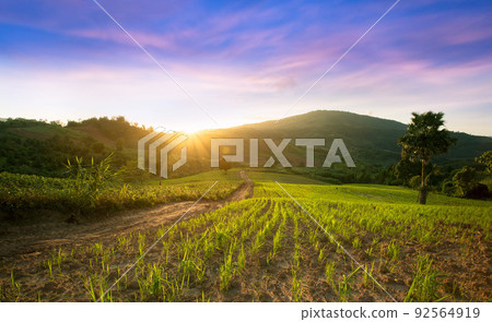 Rice field with mountain background landscape of young green rice field and beautiful sky sunset in Thailand. 92564919