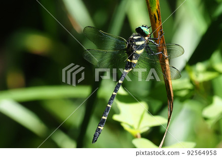 Onyangma (male) Onyangma (male) 92564958