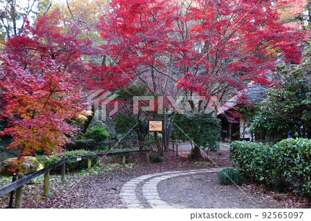 町田市藥師池公園彩色森林舊荻野家宅邸和五顏六色的紅葉 町田市藥師池公園彩色森林舊荻野家宅邸和五顏六色的紅葉 92565097