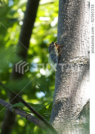 夏日,熊澤米棲息在一棵樹上 夏日,熊澤米棲息在一棵樹上 92565338