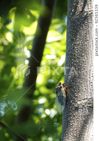 夏日,熊澤米棲息在一棵樹上 夏日,熊澤米棲息在一棵樹上 92565339