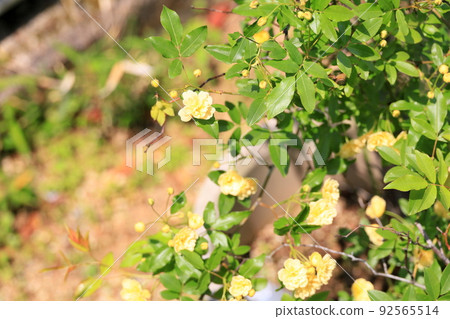 mockybara花 mockybara花 92565514