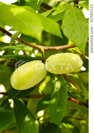 Tropical fruits that are about to be eaten Tropical fruits that are about to be eaten 92565523
