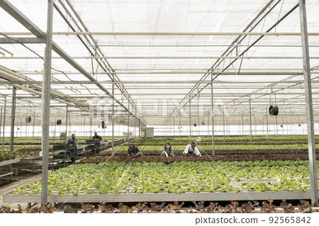Agricultural workers growing organic food in hydroponic enviroment taking care of crops removing pests. Diverse people working in greenhouse gathering green vegetables pushing crates with lettuce. 92565842