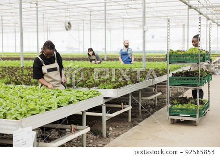 Greenhouse african american farmer cultivating lettuce checking for pests or damage to leaves. Woman working in organic farm doing quality control while workers prepare crates for delivery. Greenhouse african american farmer cultivating lettuce checking for pests or damage to leaves. Woman working in organic farm doing quality control while workers prepare crates for delivery. 92565853