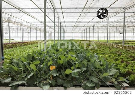 Empty greenhouse with fresh fully grown different salad types ready for harvest and delivery to local supermarket or store. Nobody in hydroponic enviroment with organic food being grown organically. Empty greenhouse with fresh fully grown different salad types ready for harvest and delivery to local supermarket or store. Nobody in hydroponic enviroment with organic food being grown organically. 92565862