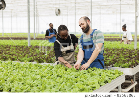 African american farmer and caucasian man doing quality control for bio lettuce crop happy with results in organic greenhouse farm. Diverse people inspecting green leaves for pests before harvesting. African american farmer and caucasian man doing quality control for bio lettuce crop happy with results in organic greenhouse farm. Diverse people inspecting green leaves for pests before harvesting. 92565863