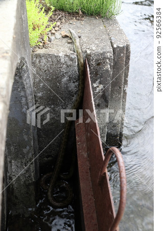 水邊鼠蛇(新潟縣南魚沼市) 水邊鼠蛇(新潟縣南魚沼市) 92566384