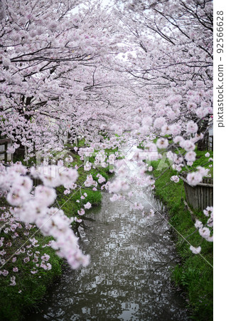 Sakura and spring brook Sakura and spring brook 92566628
