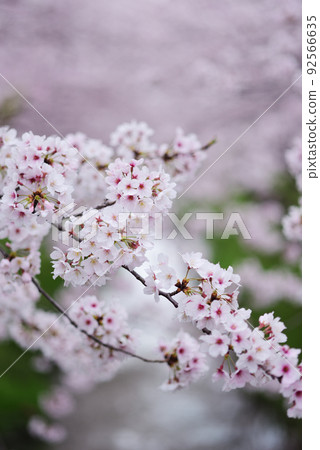 櫻花和春溪 櫻花和春溪 92566635