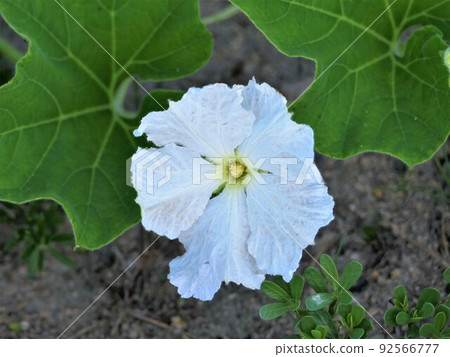White male flower of gourd in the early morning 92566777