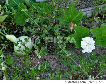 White male flower of gourd and gourd 92566778