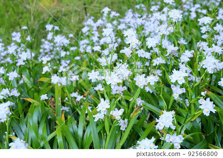 Flowers of Shaga 92566800