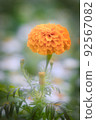 萬壽菊 92567082