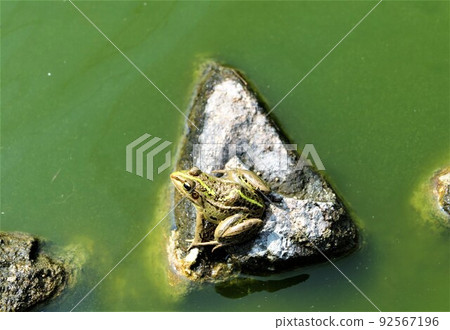 Tonosama frog that does not jump into the water 92567196