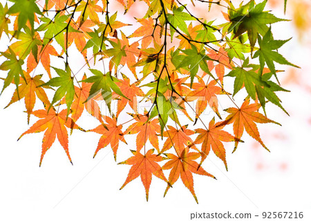 楓葉秋葉般的配飾 92567216