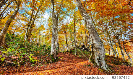 Autumn leaves forest (Sasagamine plateau) Autumn leaves forest (Sasagamine plateau) 92567452