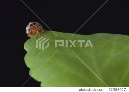 可愛的瓢蟲在一片植物葉子上棲息 92568027