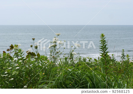 照片風景:秋田海和沿海植物:日本海植物覆蓋著異國情調的植物 照片風景:秋田海和沿海植物:日本海植物覆蓋著異國情調的植物 92568125