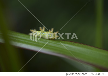 Green quilled caterpillar crawling on plant leaf Green quilled caterpillar crawling on plant leaf 92568196