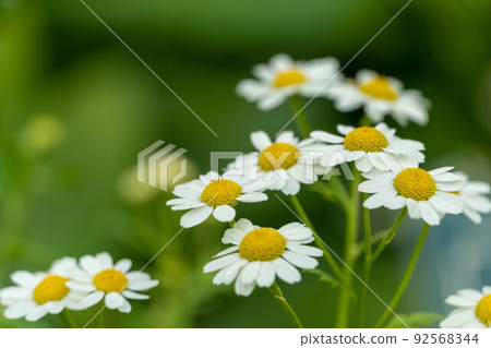 可愛的草本發燒 92568344