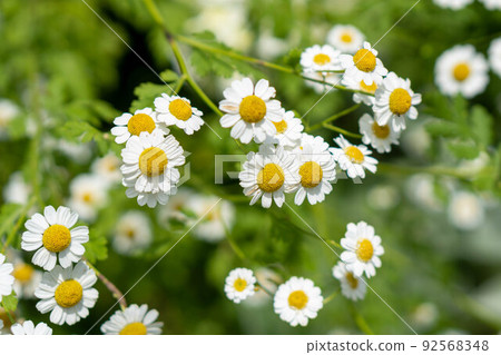 可愛的草本發燒 92568348