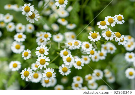 可愛的草本發燒 可愛的草本發燒 92568349