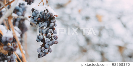 Bunch of grapes under the snow in winter. Grapes covered with snow, photos with snow, white background. Ice wine. Red grape wine for ice wine in winter conditions and snow photo banner Bunch of grapes under the snow in winter. Grapes covered with snow, photos with snow, white background. Ice wine. Red grape wine for ice wine in winter conditions and snow photo banner 92568370