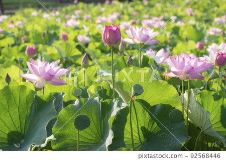 初夏清晨盛開的荷花 92568446