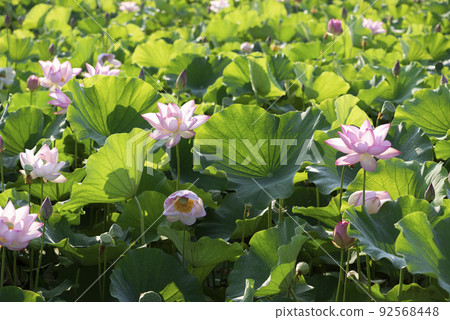 初夏清晨盛開的荷花 初夏清晨盛開的荷花 92568448