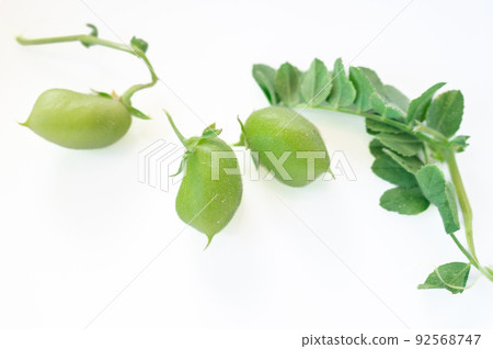 在菜園里長大的鷹嘴豆 92568747