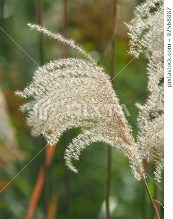 Miscanthus (for autumn image and Japanese culture) Miscanthus (for autumn image and Japanese culture) 92568887
