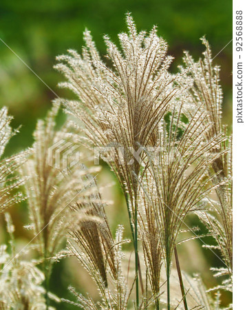 Miscanthus (for autumn image and Japanese culture) Miscanthus (for autumn image and Japanese culture) 92568888
