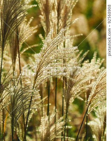 芒草（秋季形象和日本文化） 92568908